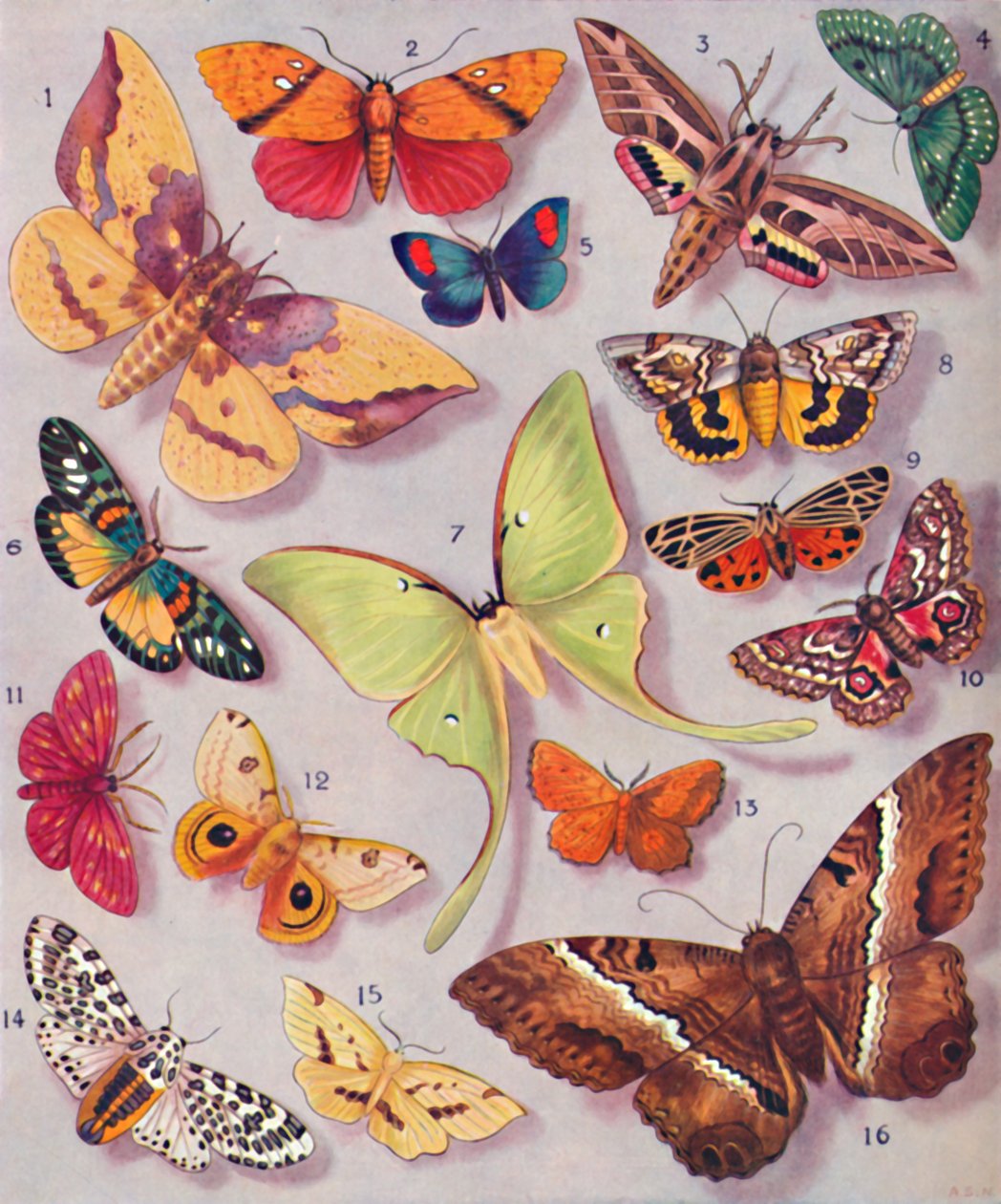 La magnifique coloration de certains papillons de nuit, 1935 - Unbekannt