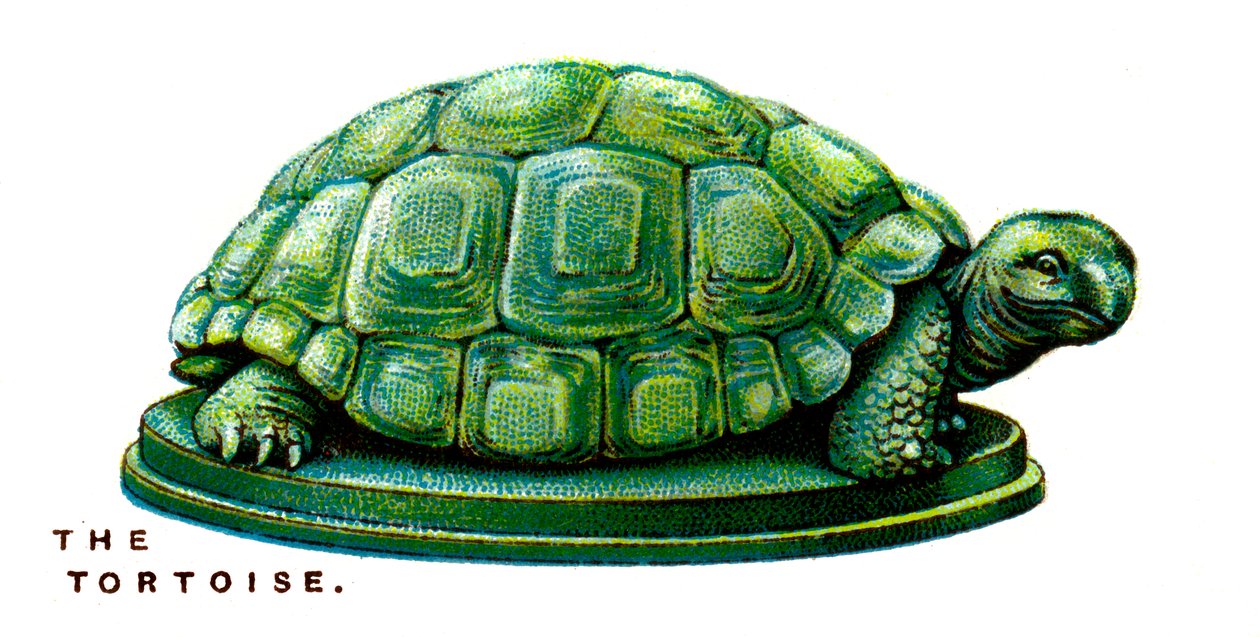 La Tortue - Unbekannt