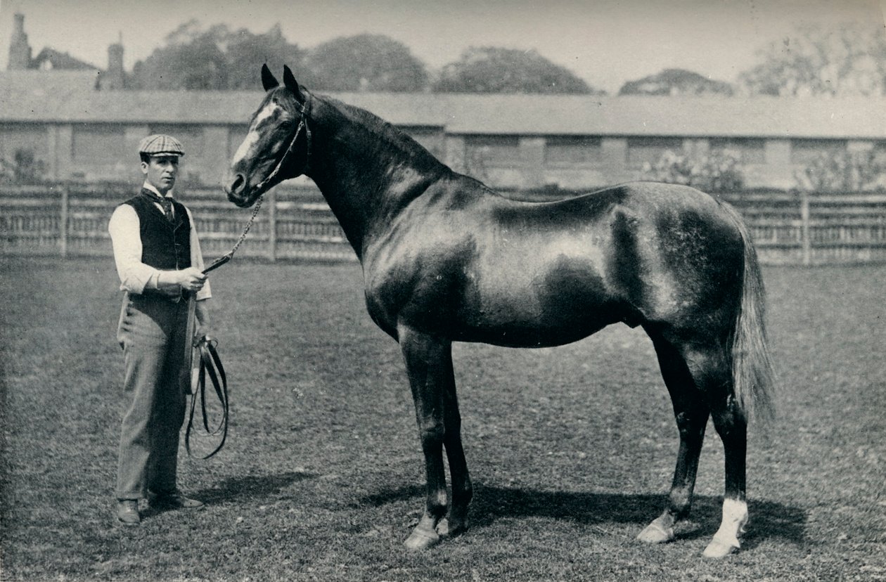 Cheval de course pur-sang, Bend Or, vers 1880 - Unbekannt