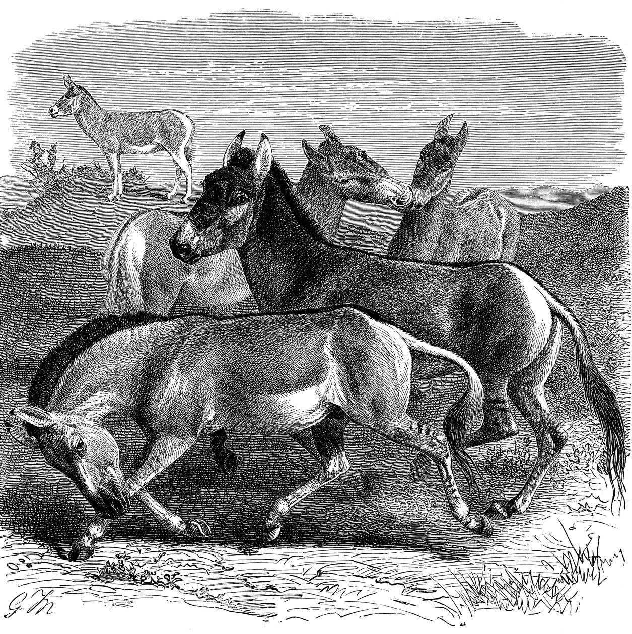 Âne sauvage tibétain ou Kiang, 1893 - Unbekannt