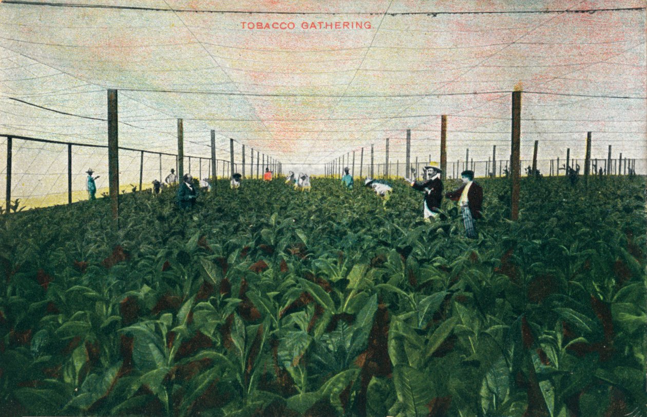 Récolte de tabac, 1900 - Unbekannt