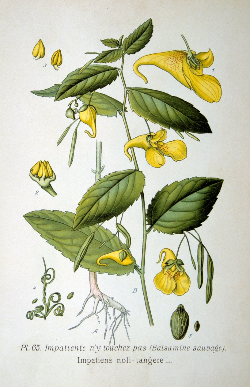 Balsamine impatiente, 1893 - Unbekannt