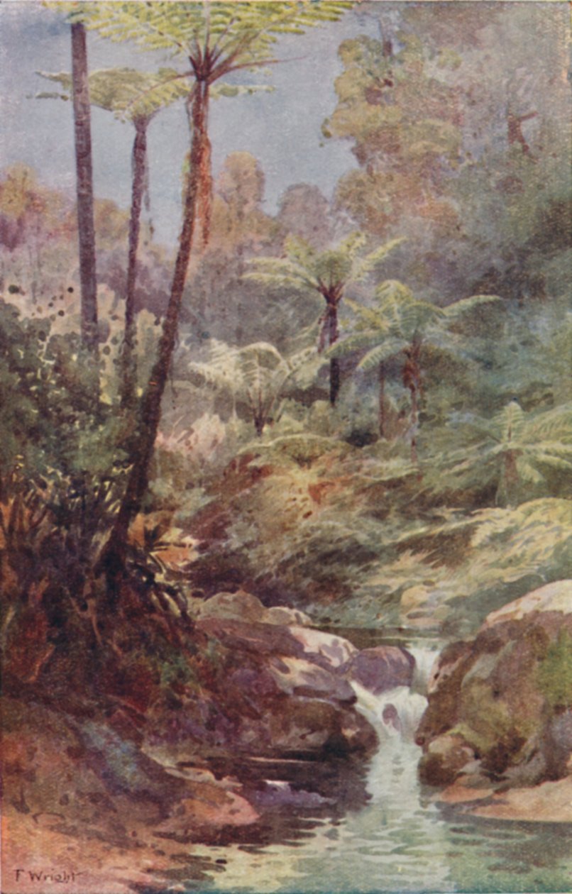 Fougères arborescentes, 1923 - Unbekannt