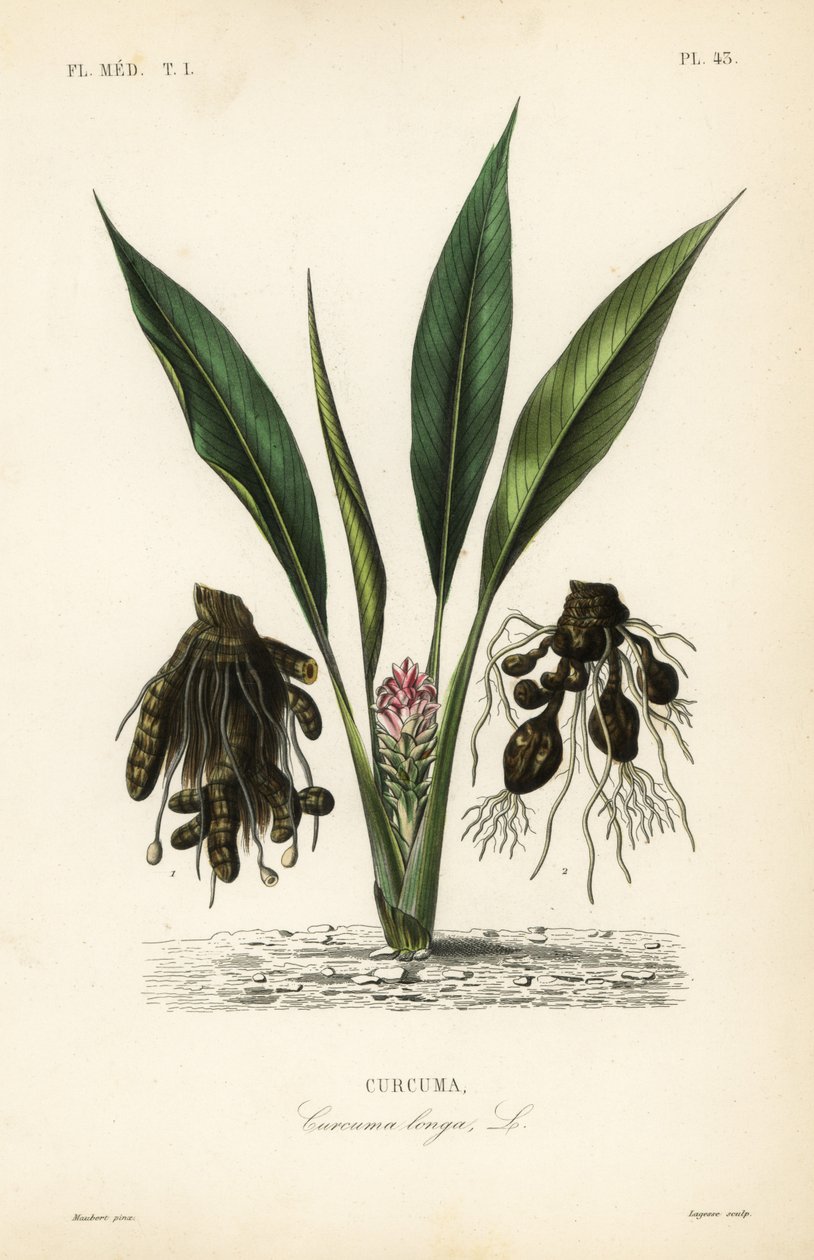 Curcuma, Curcuma longa - Unbekannt