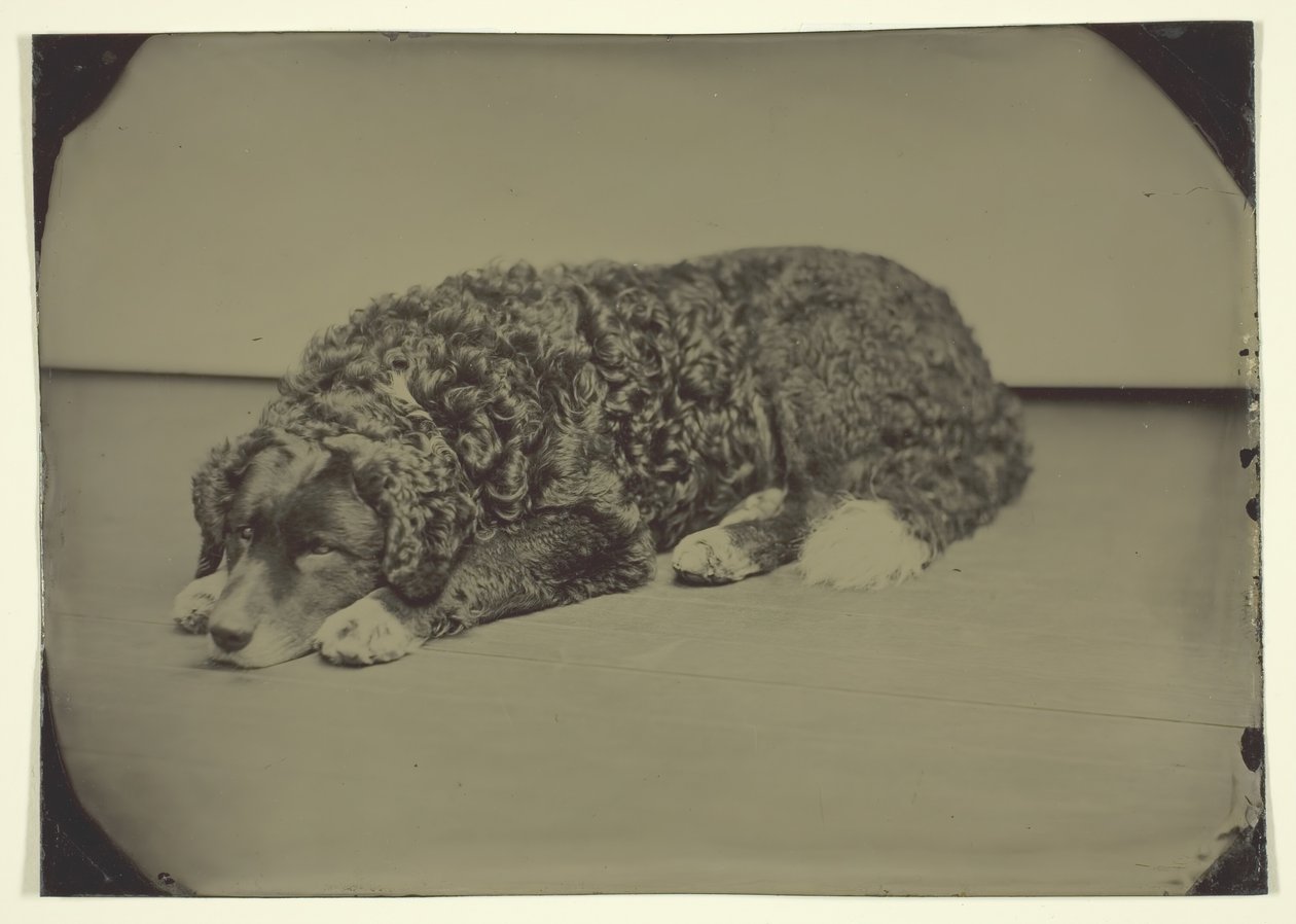 Chien sans titre, 185099 - Unbekannt