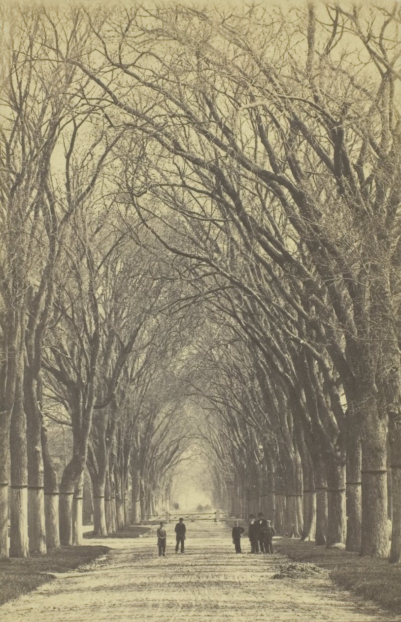 Avenue d