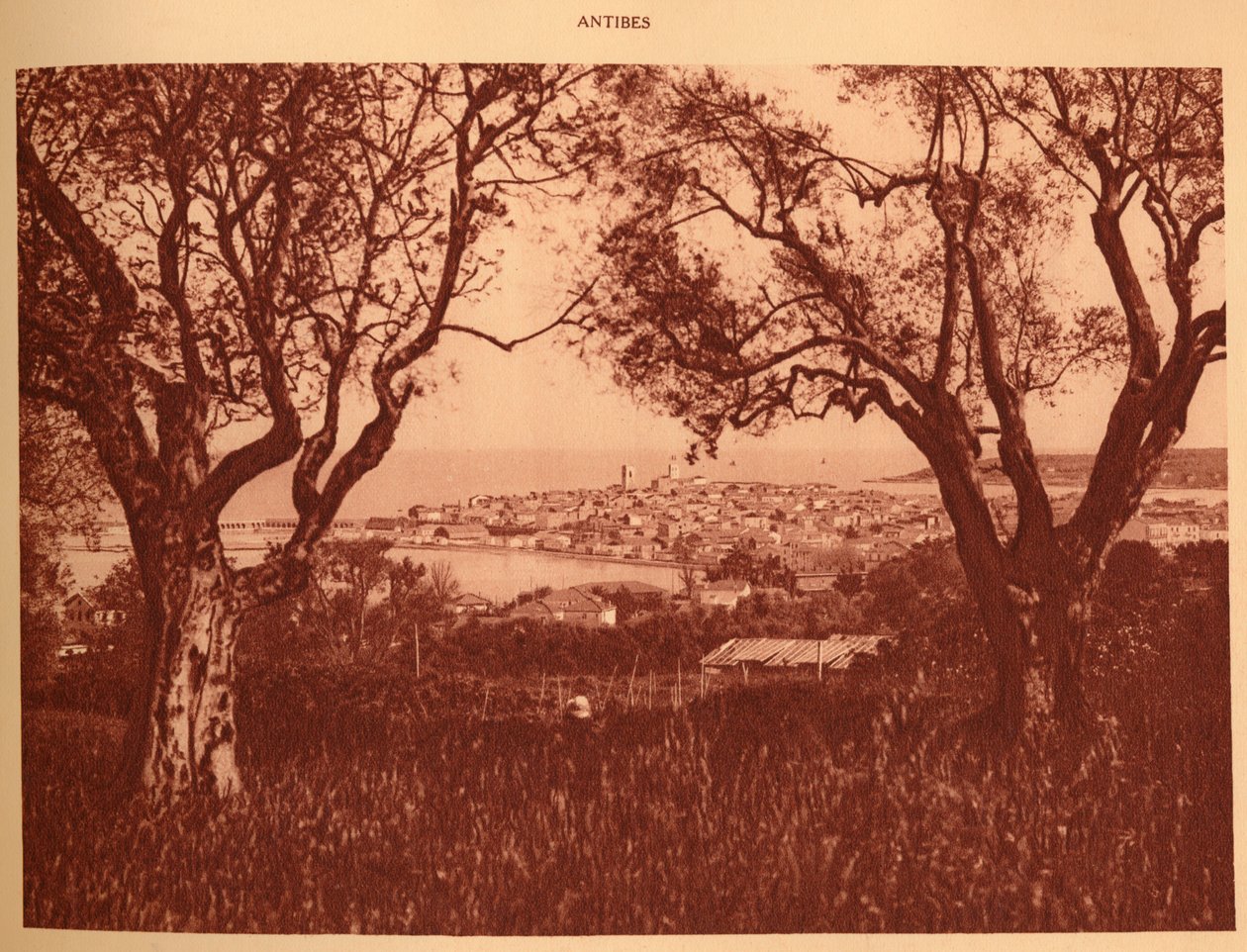 Vue à travers les oliviers vers Antibes, 1930 - Unbekannt