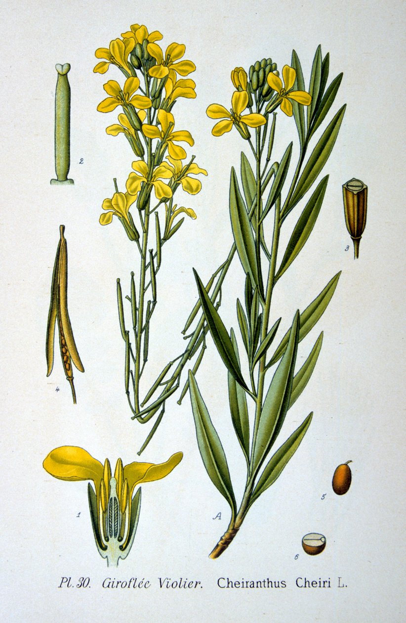 Giroflée, 1893 - Unbekannt