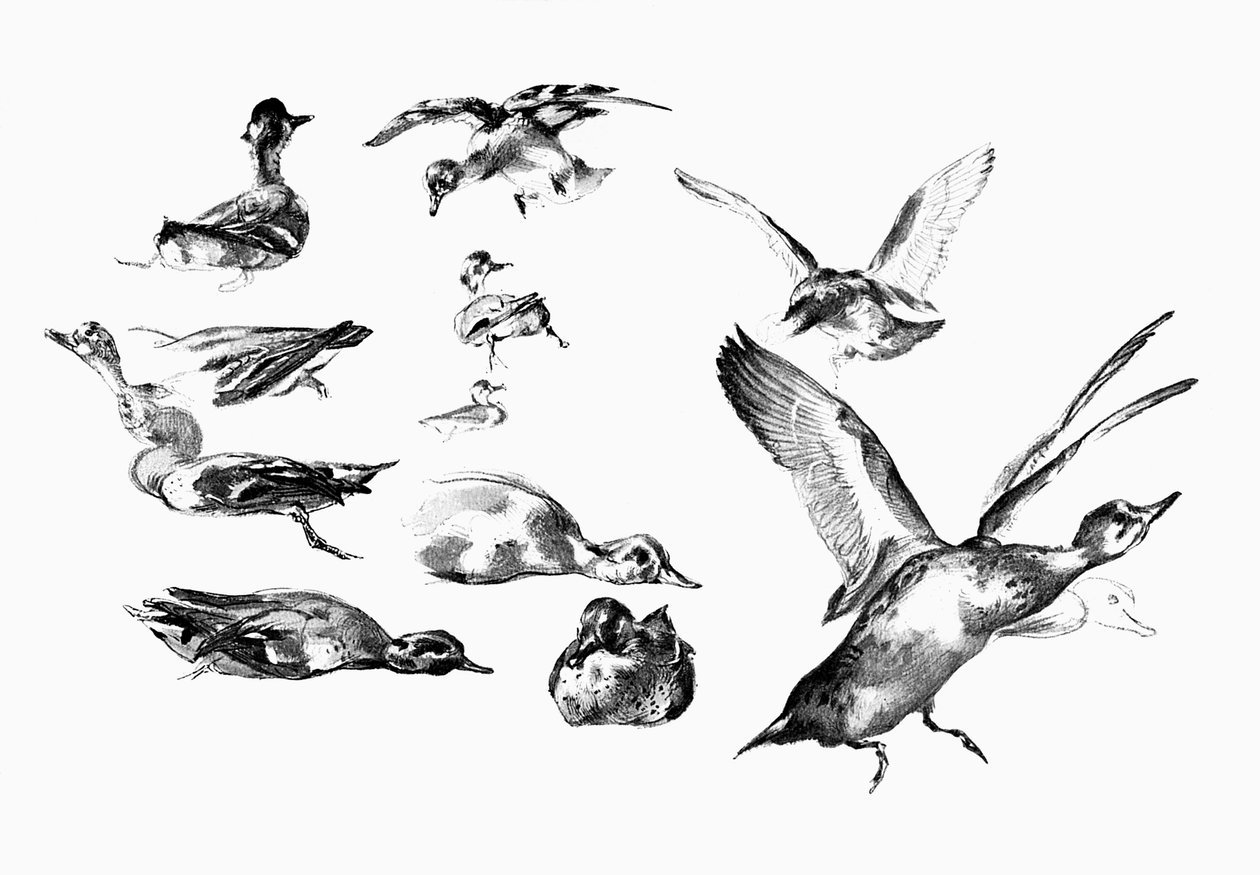 Canards sauvages, 1901 - Unbekannt