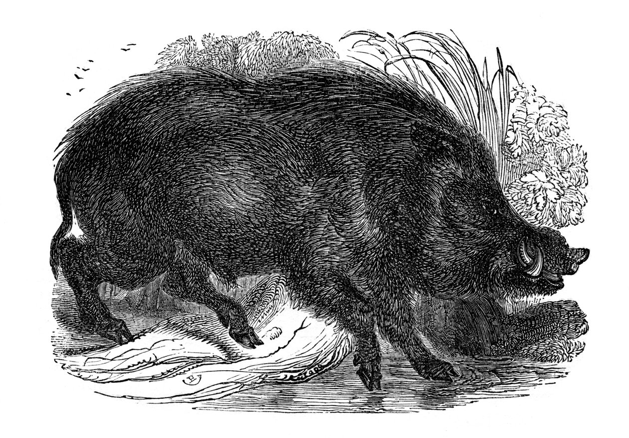 Sanglier, 1848 - Unbekannt