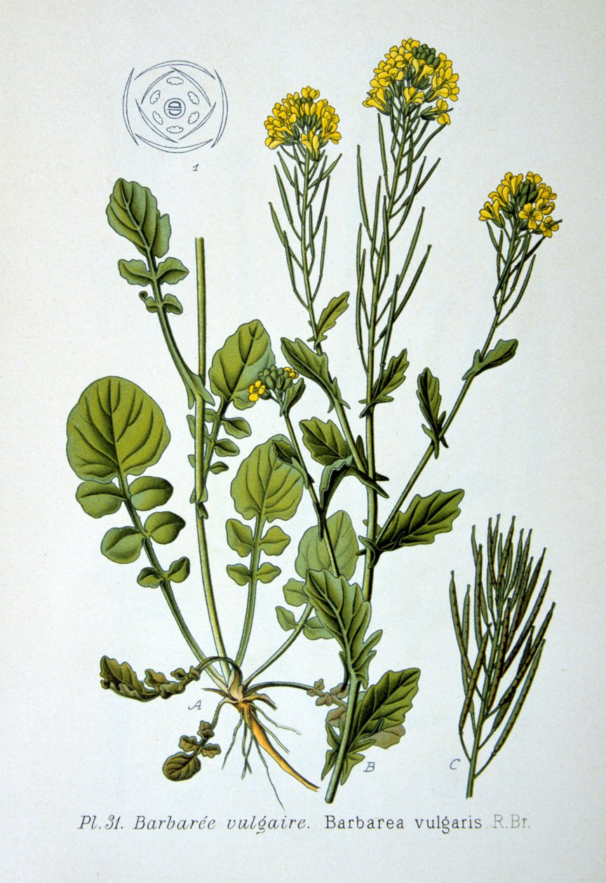 Roquette jaune (1893) - Unbekannt