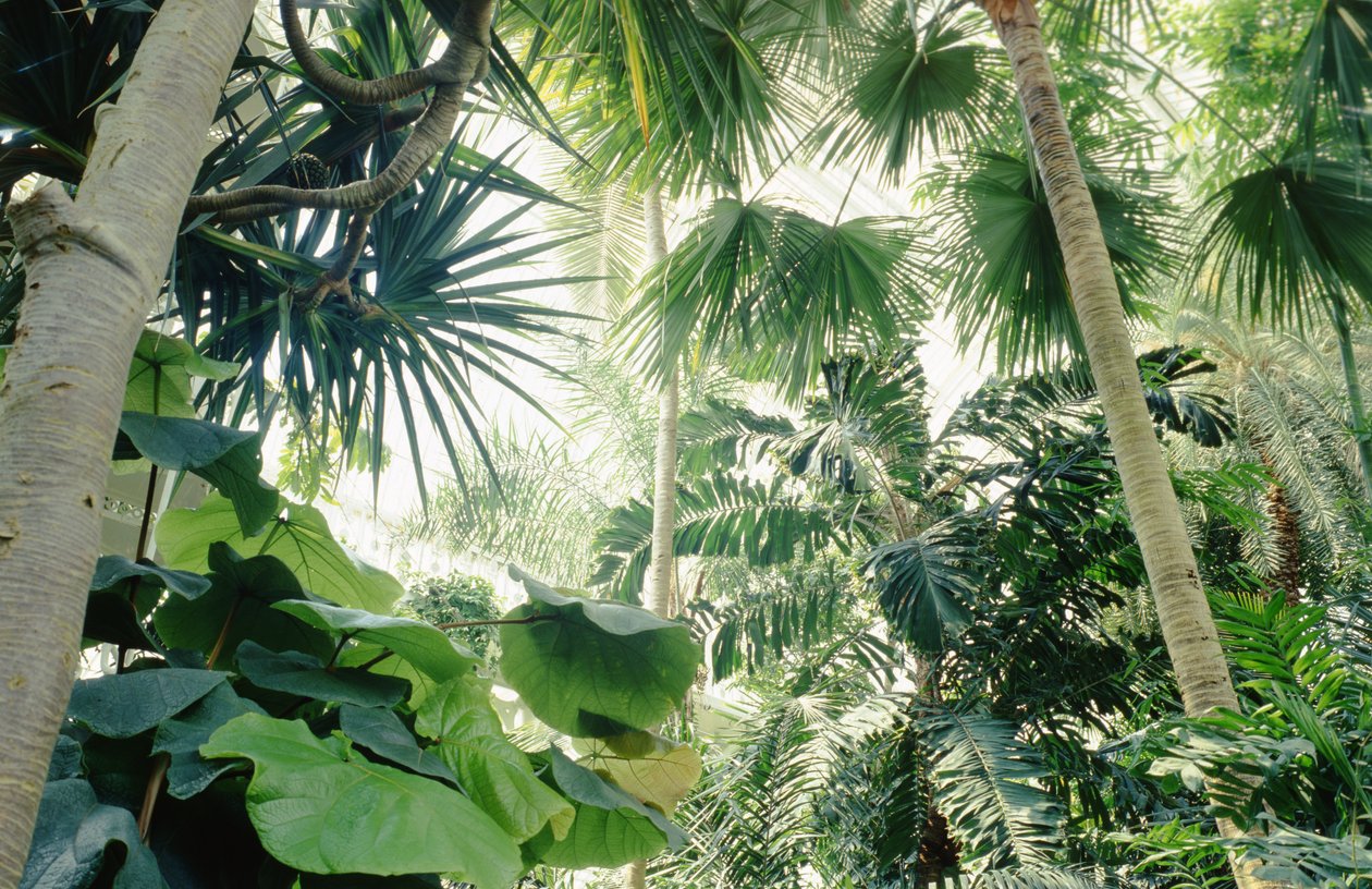 Vue intérieure de la Palm House - Unbekannt Unbekannt