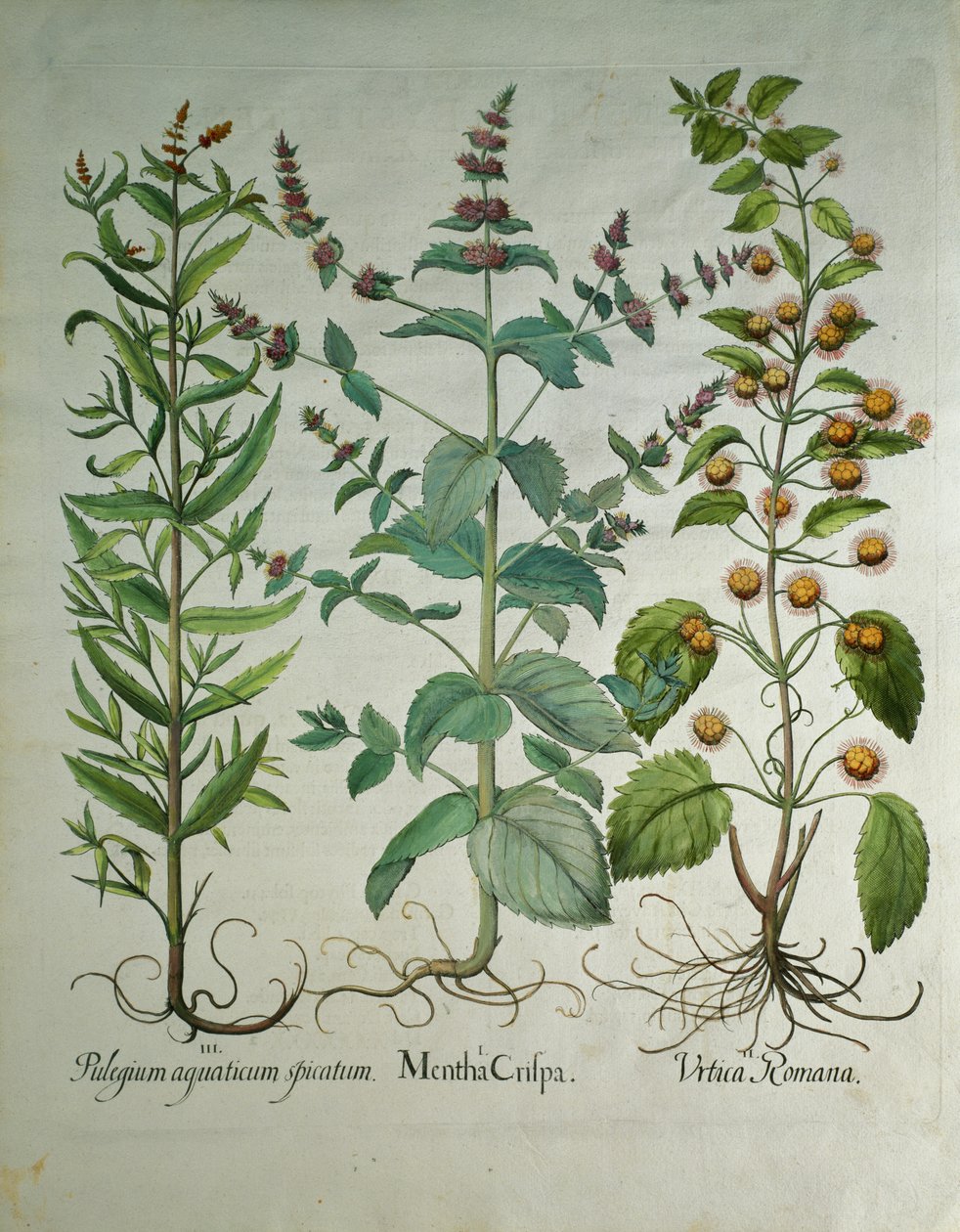 Menthe : Mentha crispa - Unbekannt Unbekannt