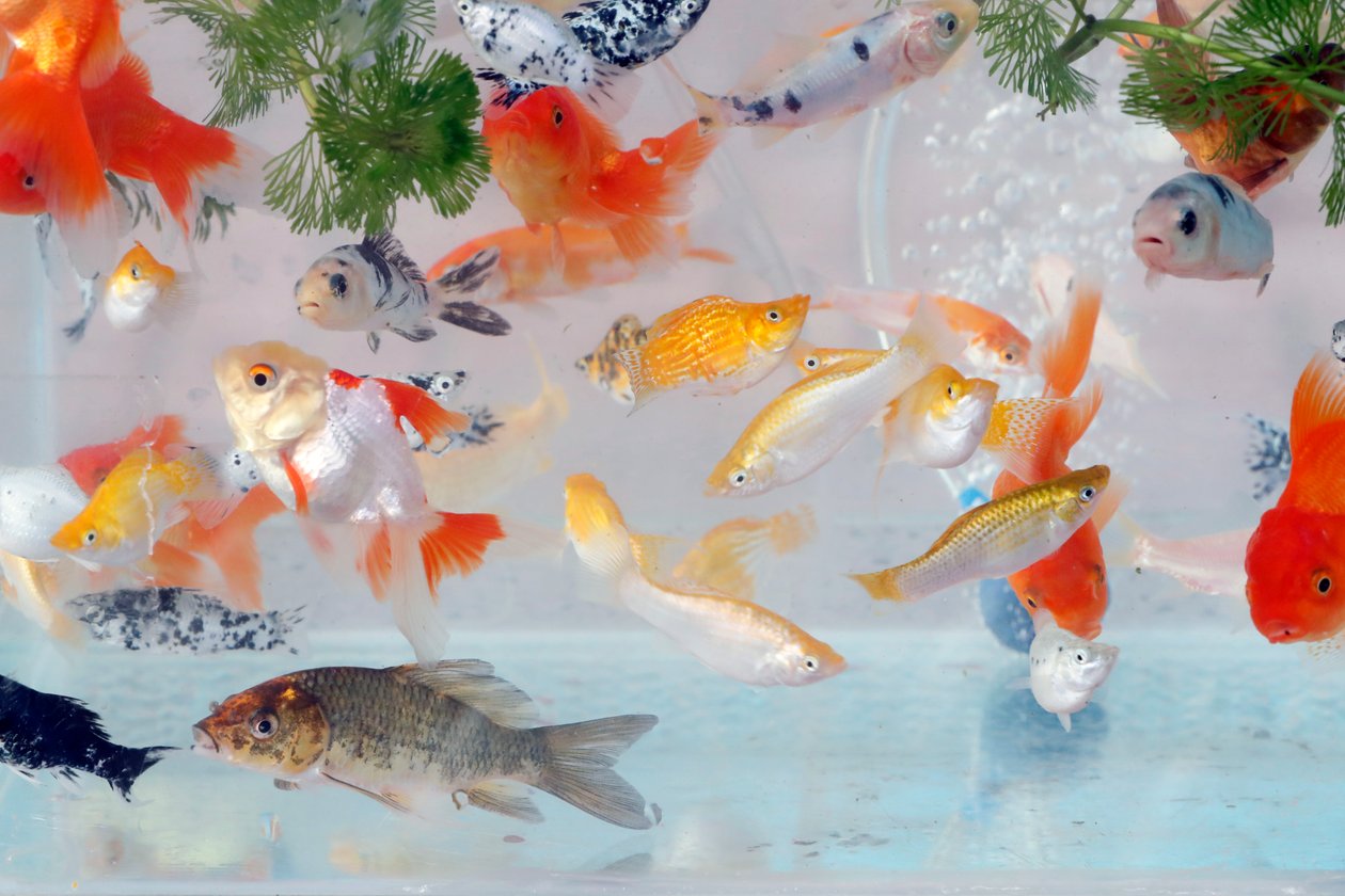 De nombreux poissons rouges dans l