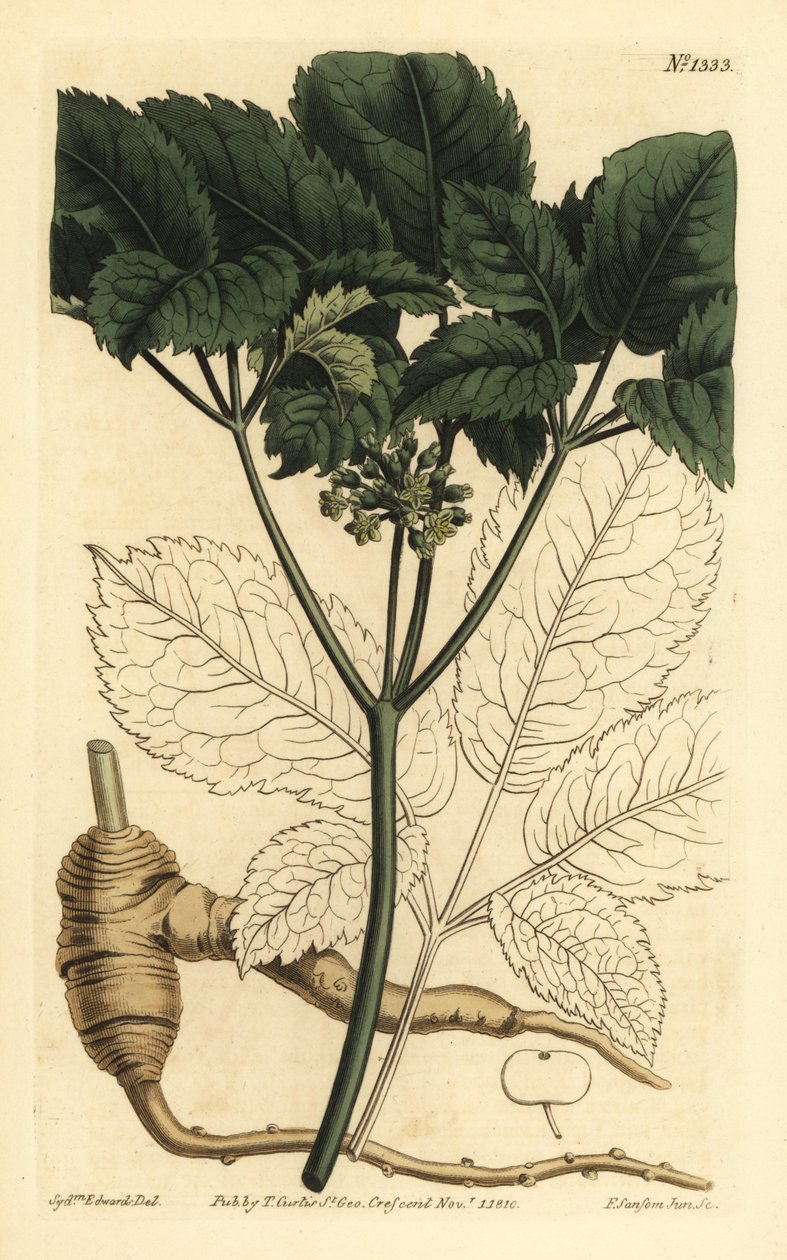 Ginseng américain, Panax quinquefolius - Unbekannt