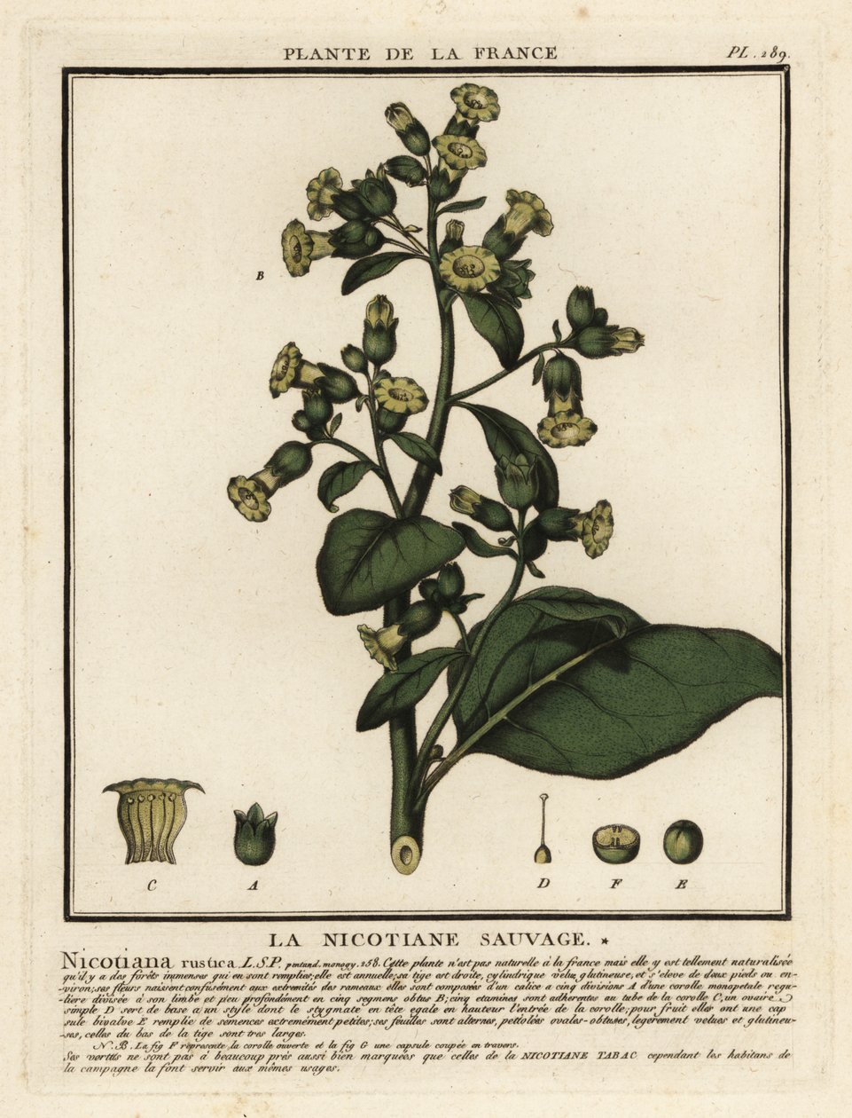 Tabac aztèque, Nicotiana rustica - Unbekannter Künstler