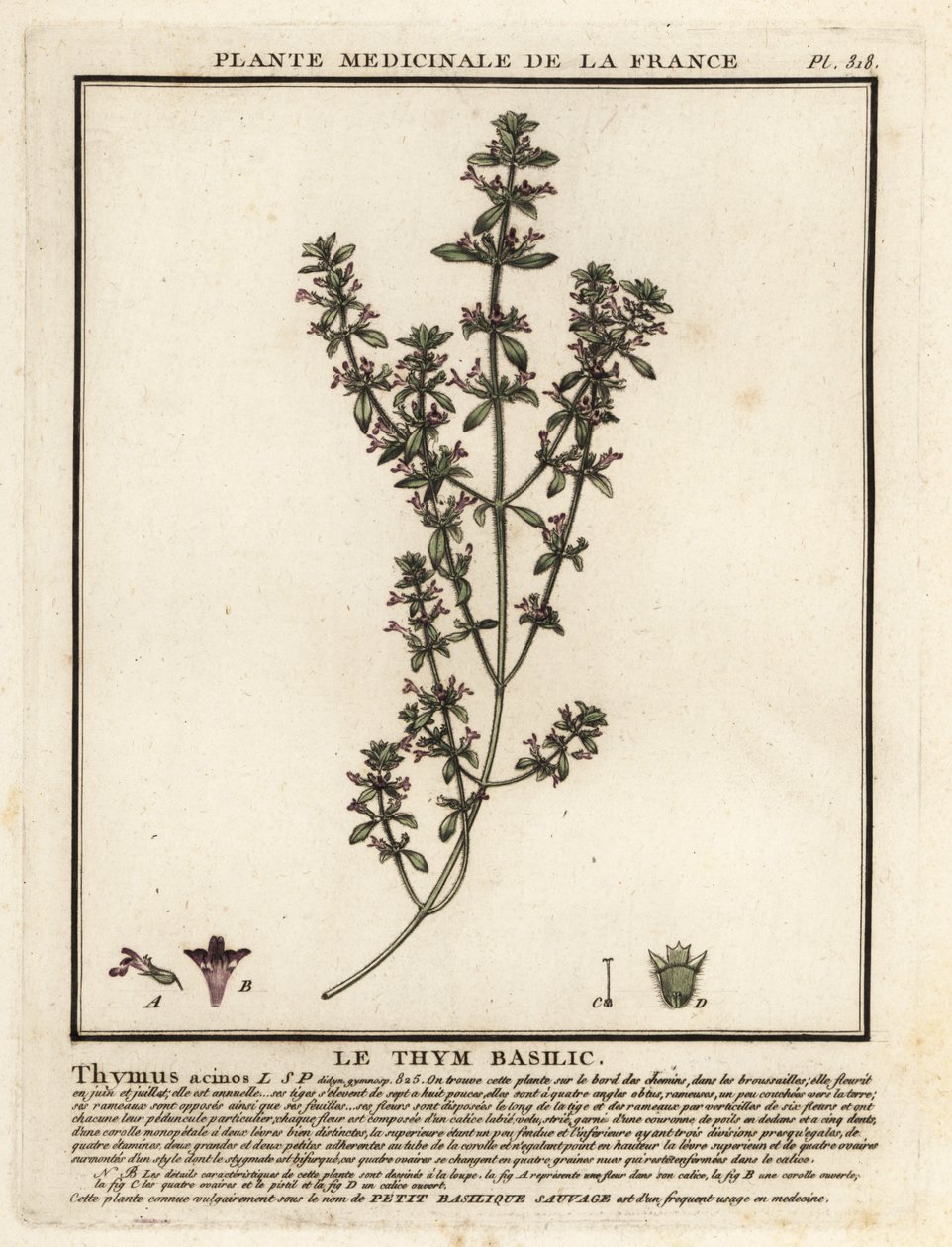 Thym basilic, Clinopodium acinos - Unbekannter Künstler