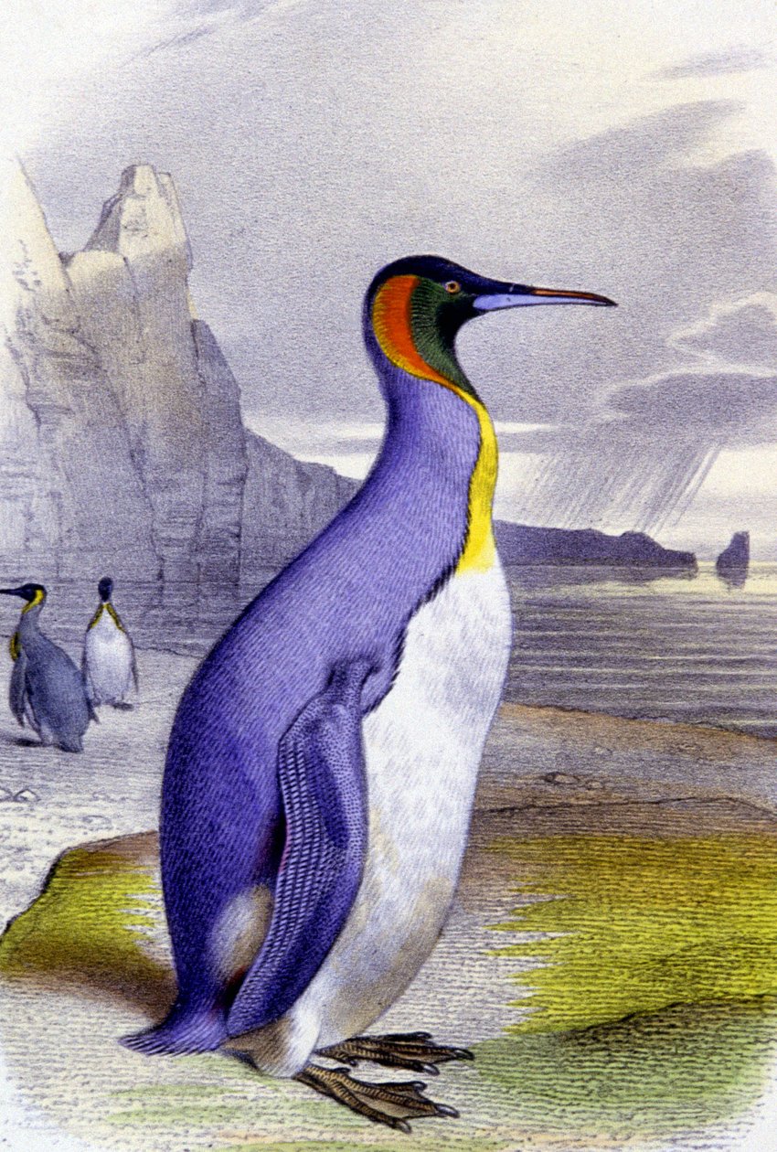 Grand pingouin, vers 1850 (lithographie) - Unbekannter Künstler