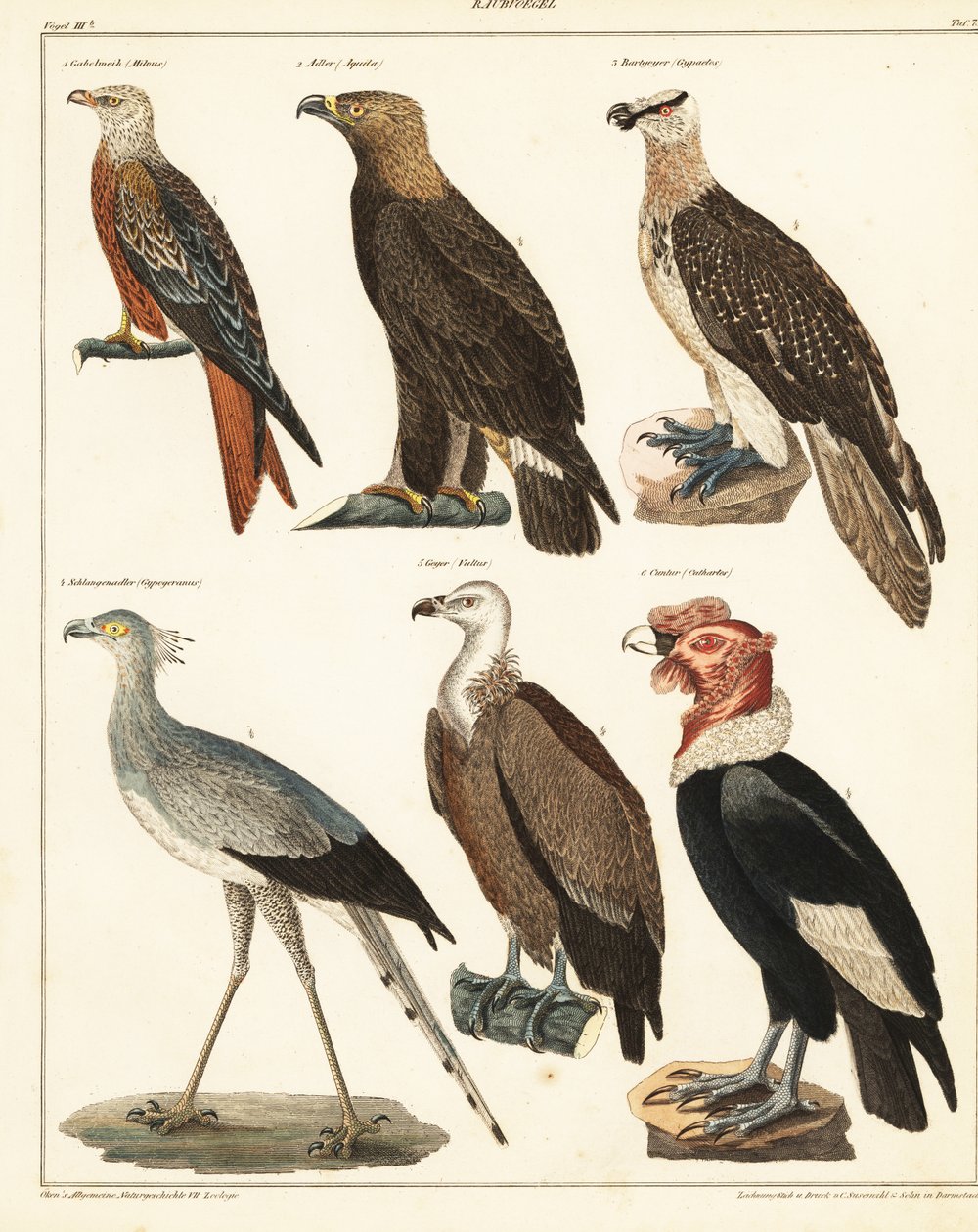 Oiseaux de proie (lithographie) - Unbekannter Künstler