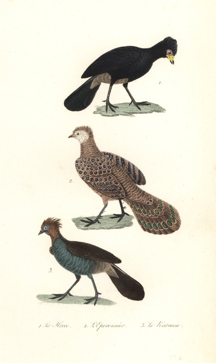 Hocco noir, faisan à queue de paon gris et chachalaca - Unbekannter Künstler