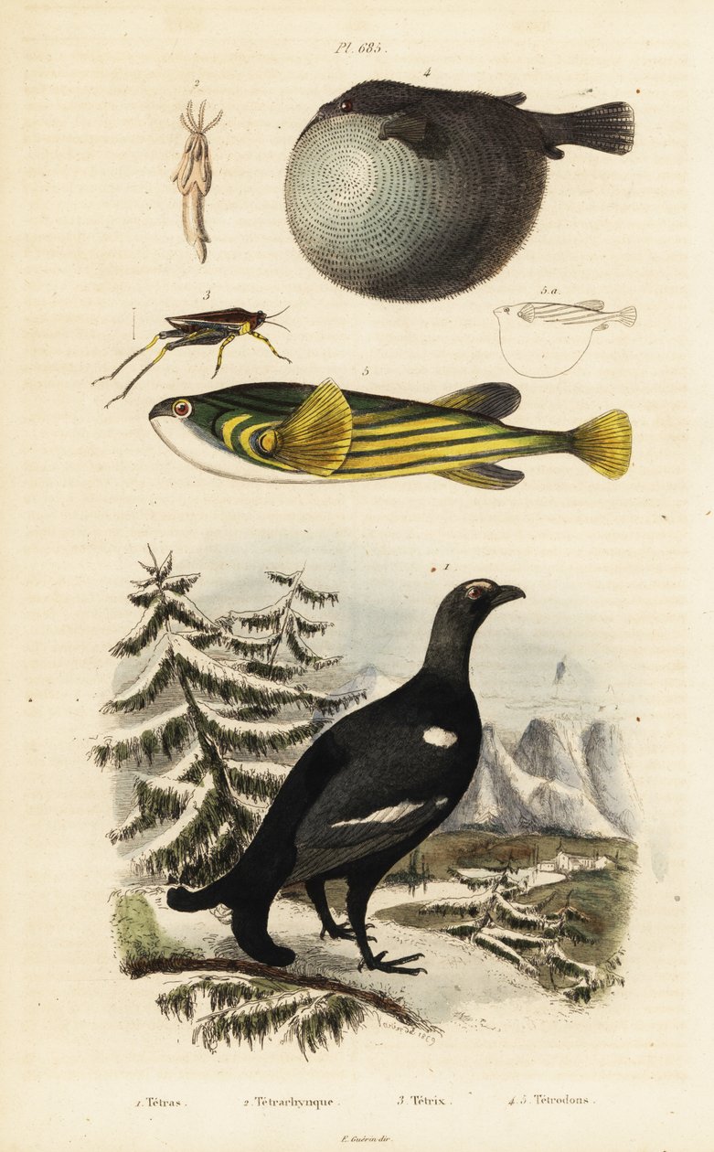 Grand tétras, poisson-globe et criquet - Unbekannter Künstler