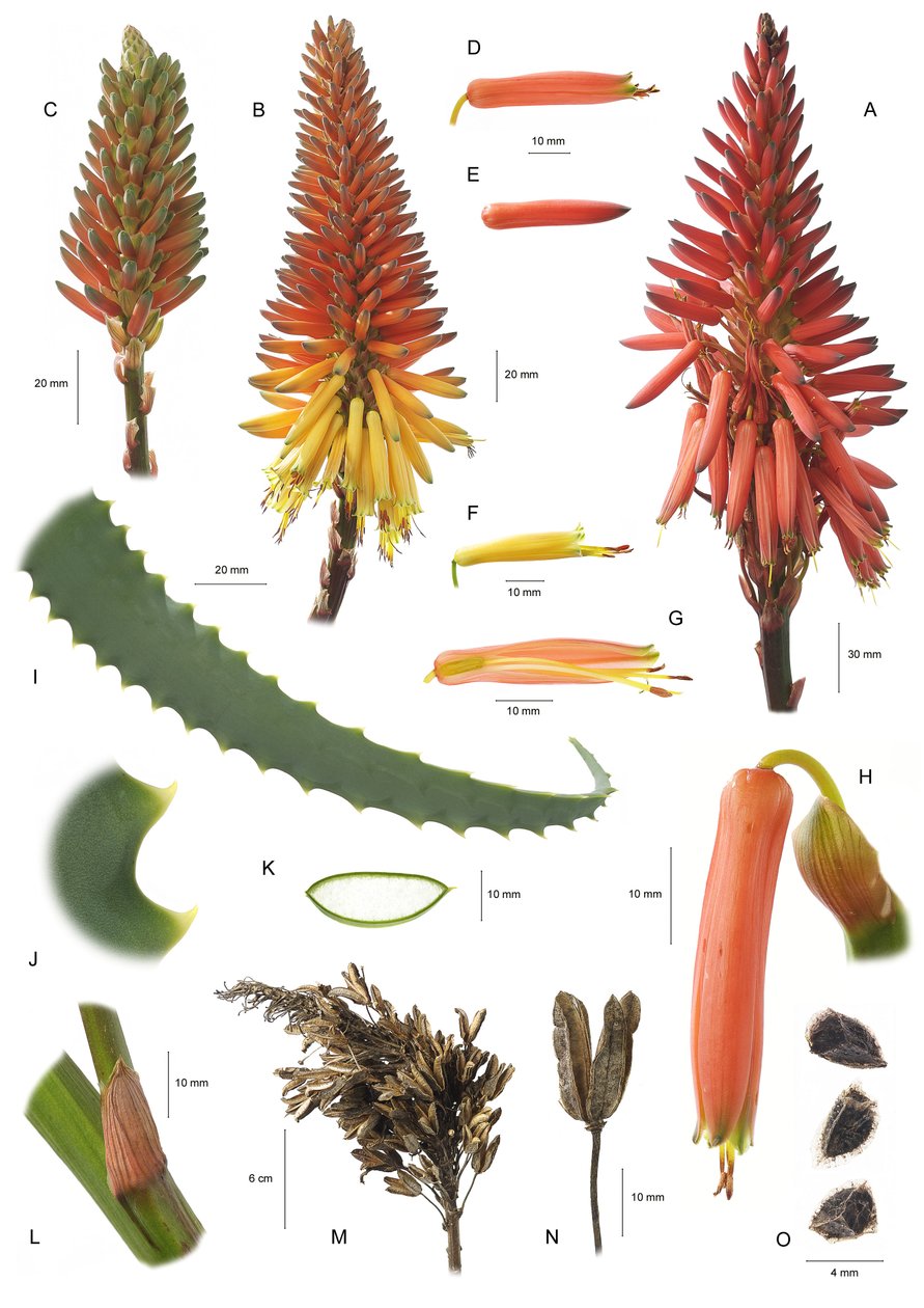 Planche botanique / Aloe arborescens - Unbekannt