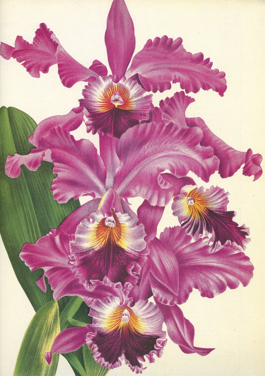 Planche botanique/Cattleya labiata var. Perfecta/Lindenia - Unbekannt