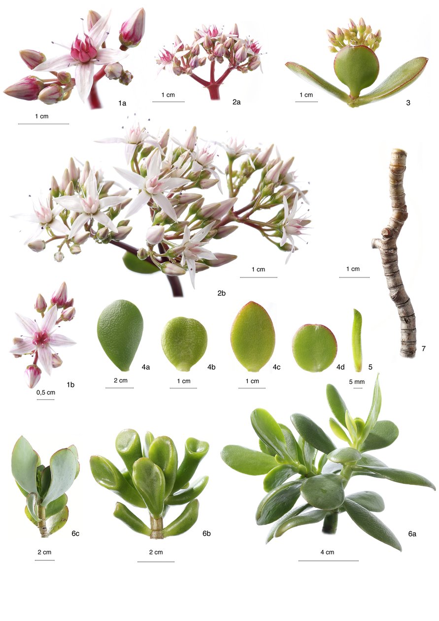 Planche botanique / Crassula ovata - Unbekannt