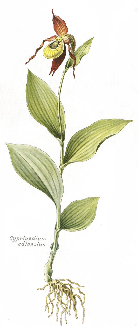 Planche botanique/Cypripedium calceolus/Sabot de Vénus - Unbekannt