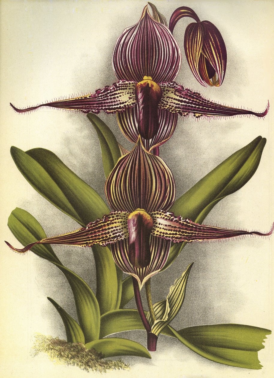Planche botanique/Paphiopedilum rothschildianum/Lindenia - Unbekannt