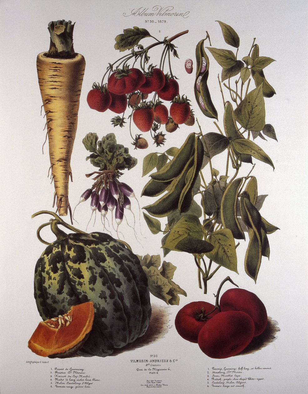 Planche botanique/Vilmorin - Unbekannt