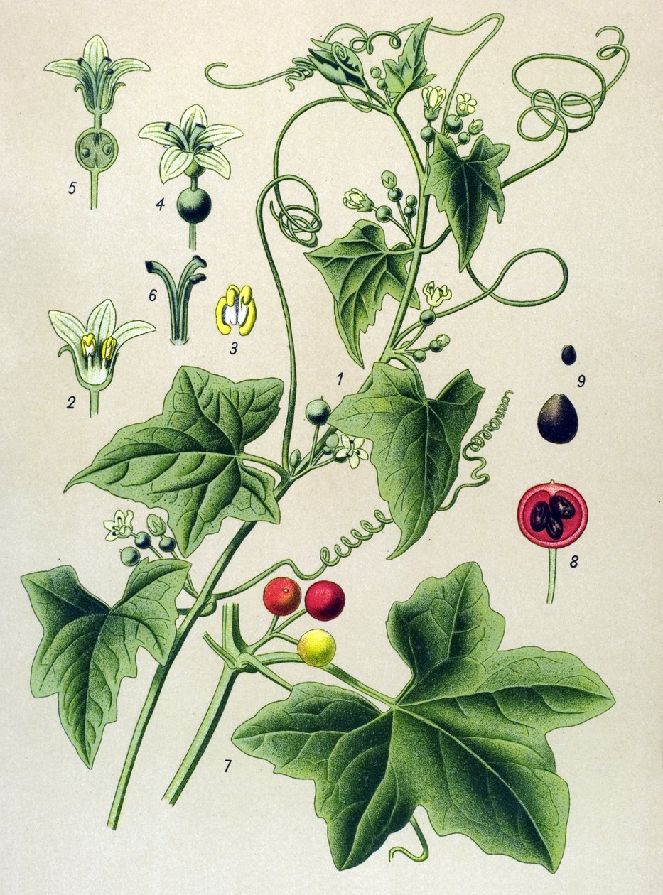 Planche botanique, plante : bryone dioïque (Bryonia dioica) - Unbekannter Künstler
