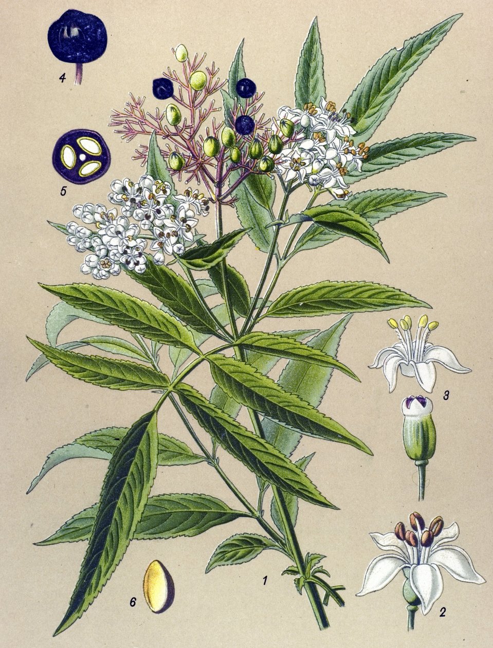 Planche botanique, plante : Sureau yèble (Sambucus ebulus) - Unbekannter Künstler