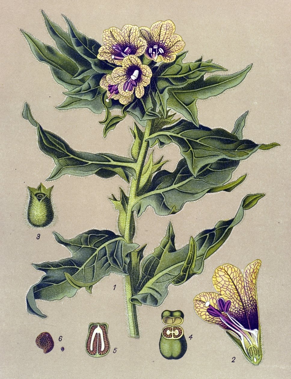 Tableau botanique, plante : jusquiame noire (Hyoscyamus niger) - Unbekannter Künstler
