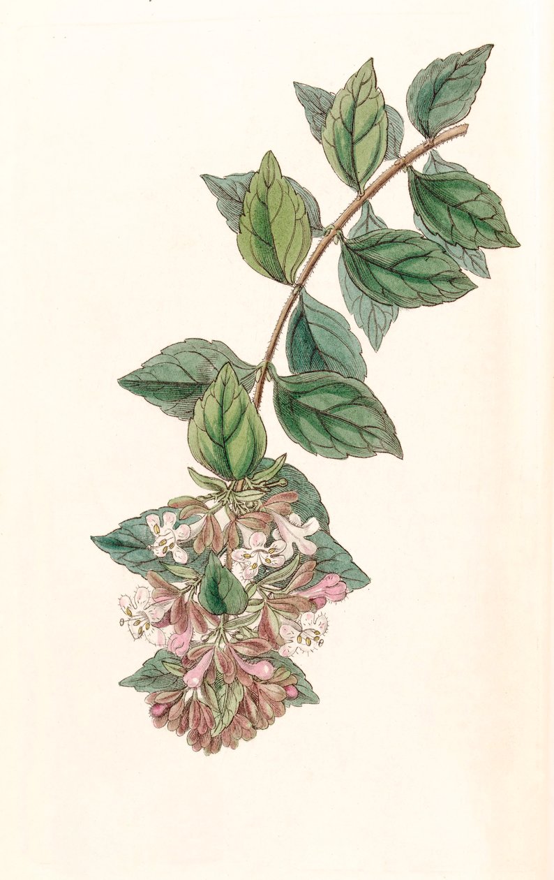 Illustration botanique / Abelia chinensis / Abelia rupestris / Abélia de Chine - Unbekannt
