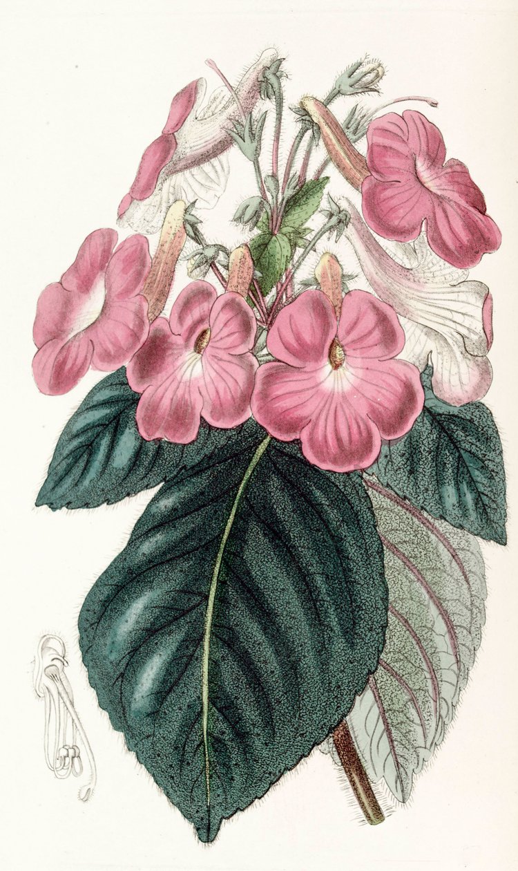 Illustration botanique / Achimenes grandiflora / Achimène à grandes fleurs - Unbekannt