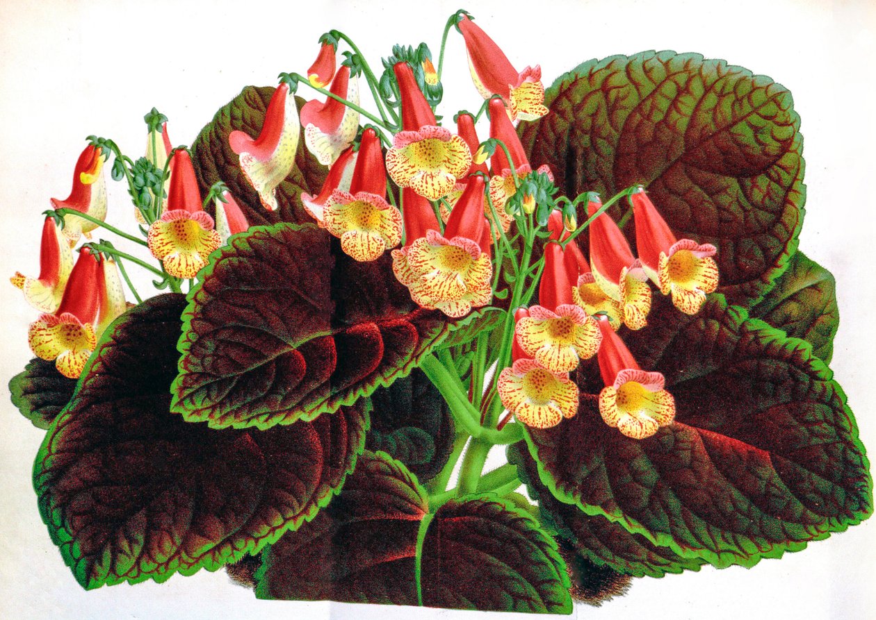 Illustration botanique / Achimenes naegelioides / Achimène - Unbekannt