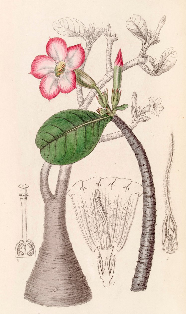 Illustration botanique/Adenium obesum/Rose du désert - Unbekannter Künstler