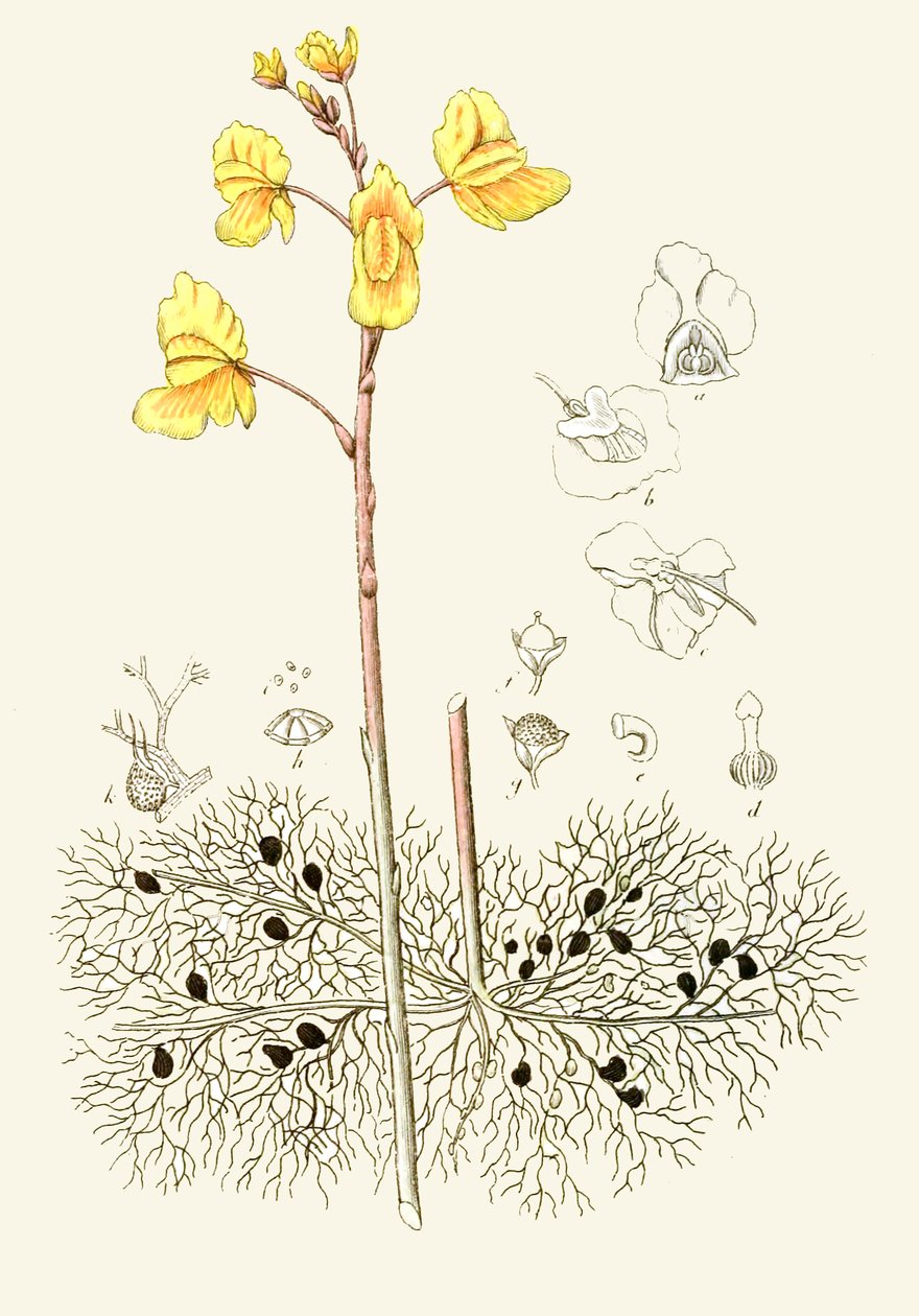 Illustration botanique / Utricularia vulgaris / Utriculaire commune - Unbekannt