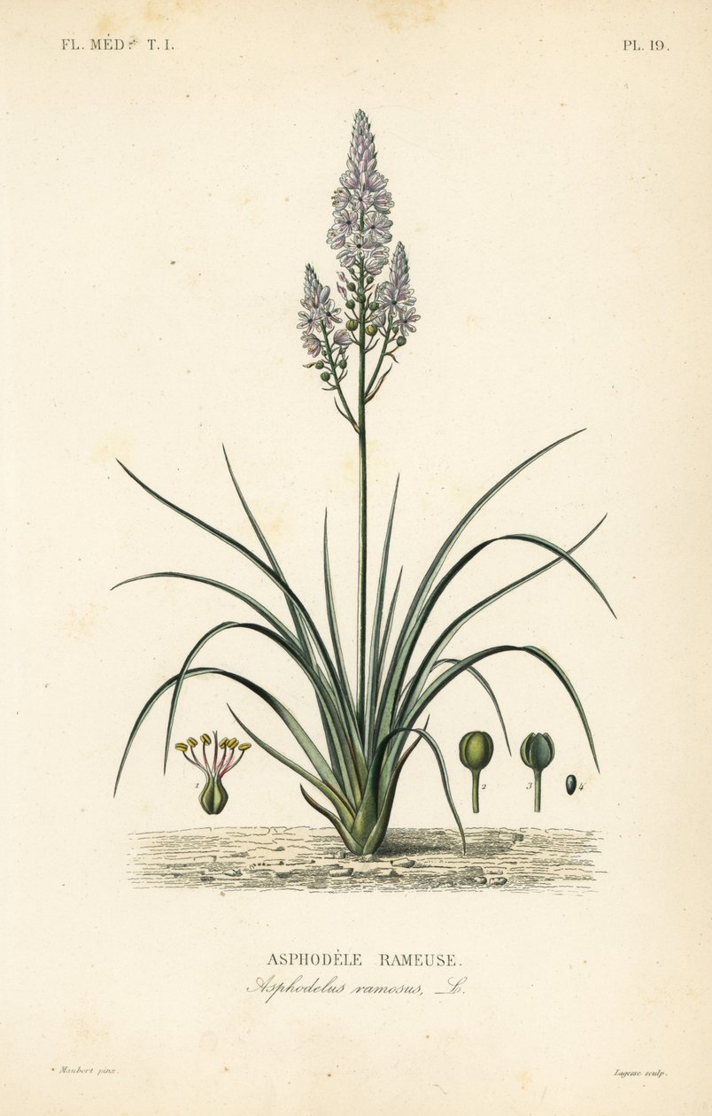 Asphodèle rameuse, Asphodelus ramosus - Unbekannt
