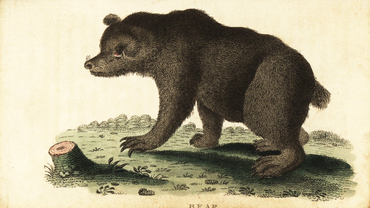 Ours brun, Ursus arctos - Unbekannter Künstler