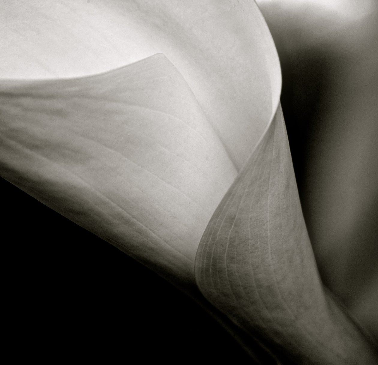 Callalily, 2015 (photo n/b) - William M. Timlin