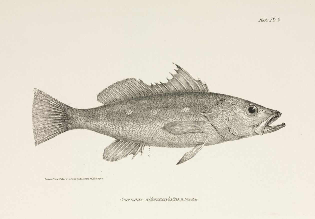 Camotillo, Océan Pacifique, vers 1832-1836 - Unbekannter Künstler