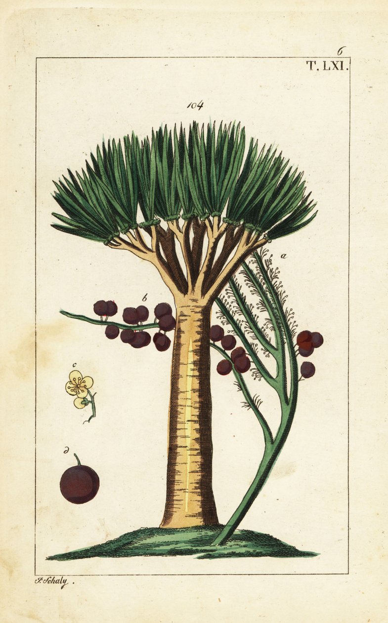 Dragonnier des Canaries, Dracaena draco. Vulnérable - Unbekannter Künstler