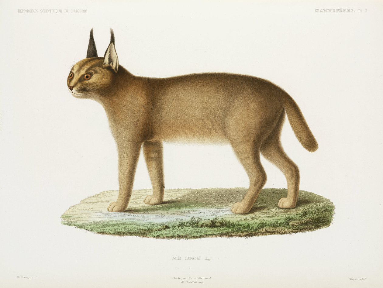 Caracal, Algérie - Unbekannt