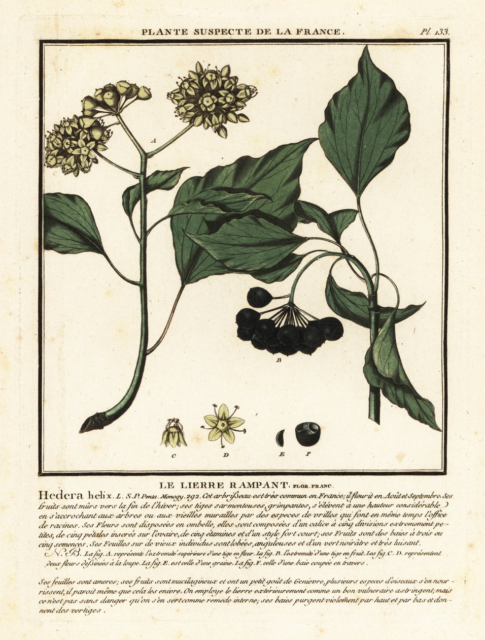 Lierre commun, Hedera helix - Unbekannter Künstler