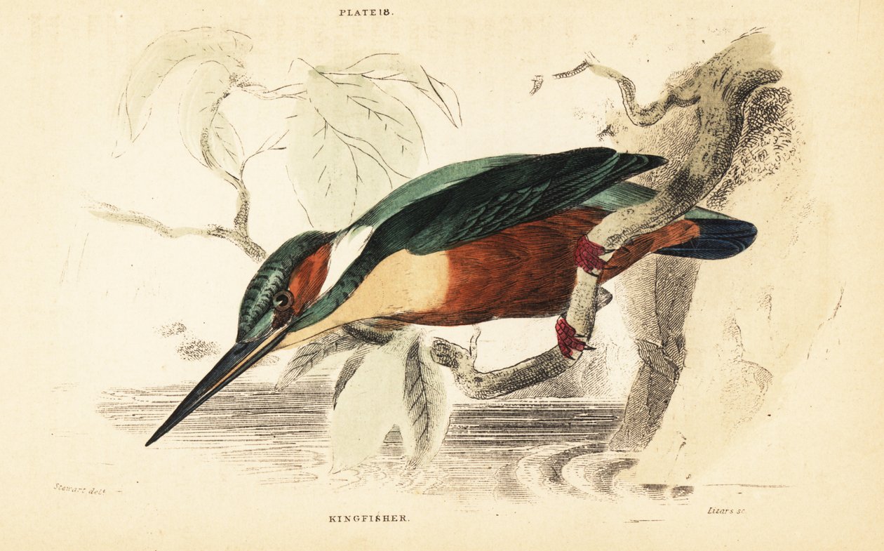 Martin-pêcheur commun, Alcedo atthis. 1889 (gravure) - Unbekannter Künstler