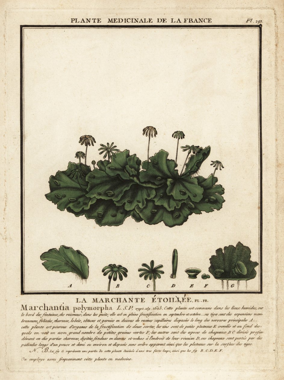 Hépatique commune, Marchantia polymorpha - Unbekannter Künstler