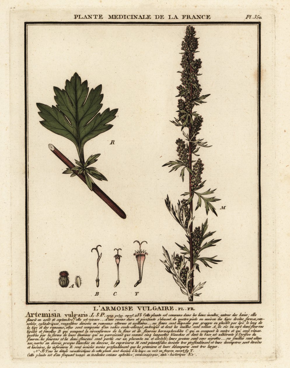 Armoise commune, Artemisia vulgaris - Unbekannter Künstler