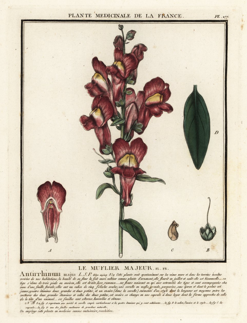 Muflier commun, Antirrhinum majus - Unbekannter Künstler